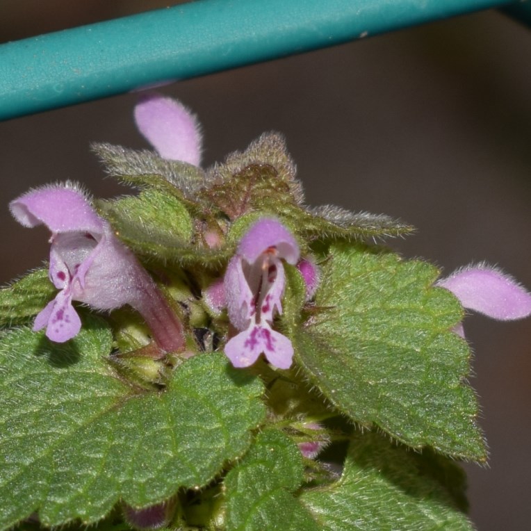 Quale lamiacea? Lamium purpureum